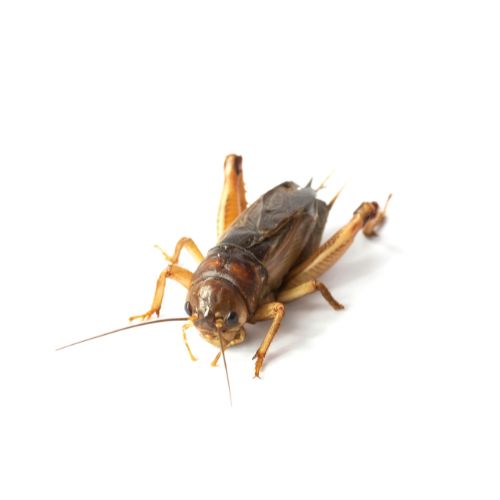 House Cricket: Acheta domesticus House Cricket: Acheta domesticus