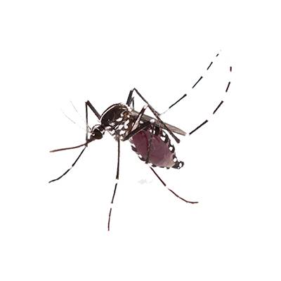 Aedes albopictus Aedes albopictus