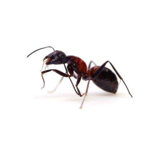 Ant Ant