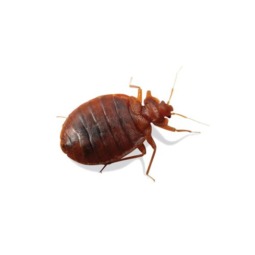 Bed Bugs Bed Bugs