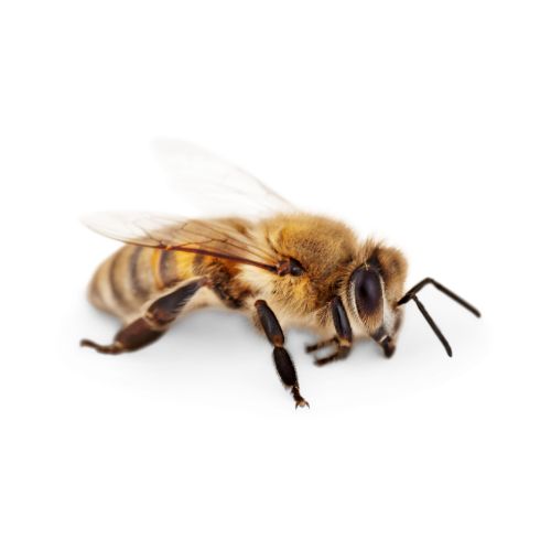 Bee: Anthophila Bee: Anthophila