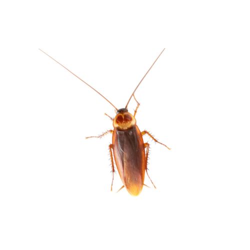 Cockroach Cockroach