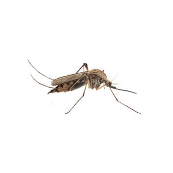 Culex pipiens Culex pipiens