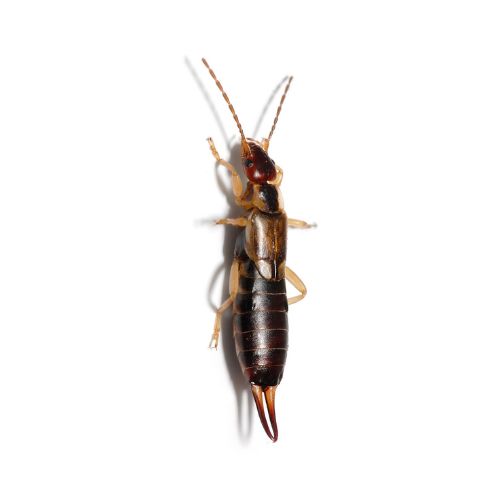 Earwig Earwig
