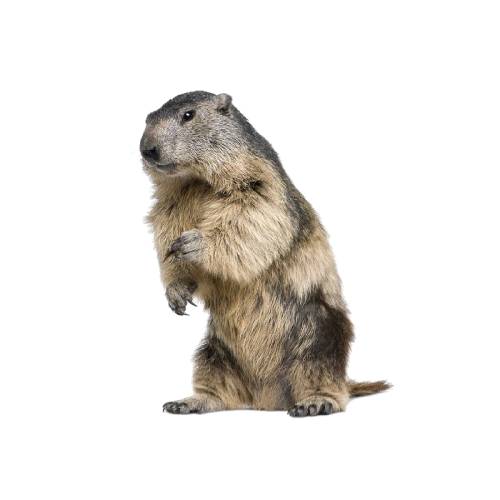 Gophers Gophers