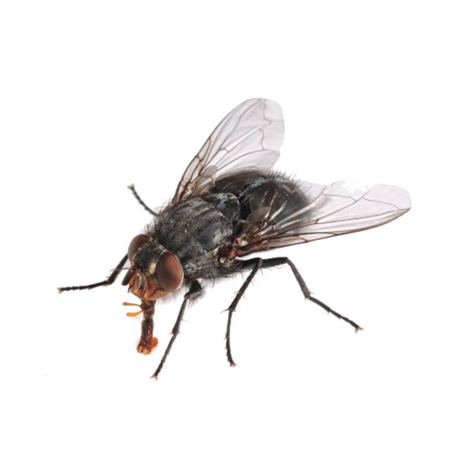 Musca domestica Musca domestica