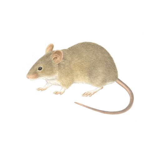 House Mouse House Mouse