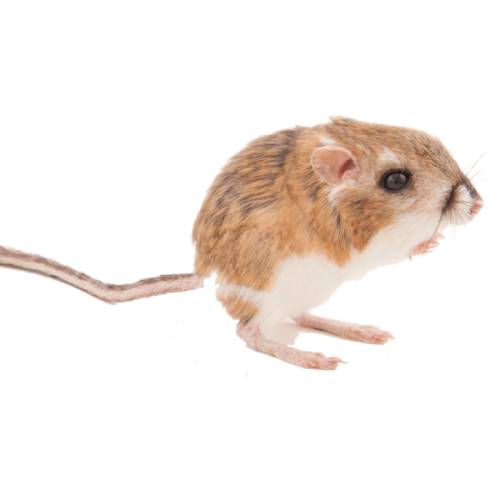 Kangaroo Rat Kangaroo Rat