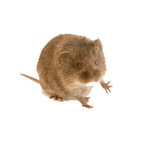Microtus californicus Microtus californicus