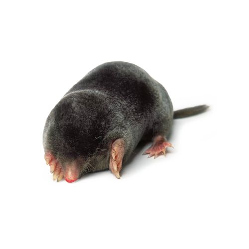 Moles Moles