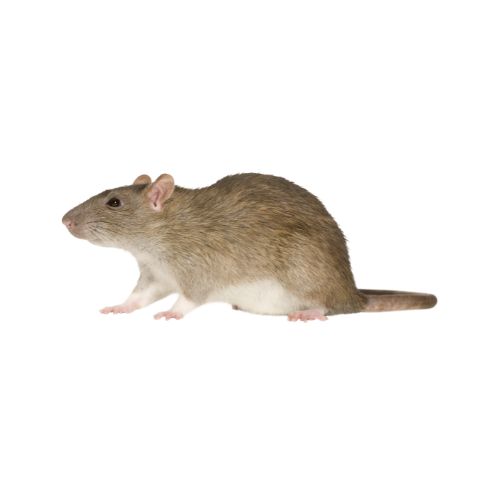 Rat Sewer Rat / Norway Rat