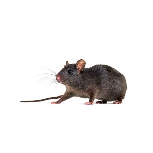 Roof_rat Roof Rat
