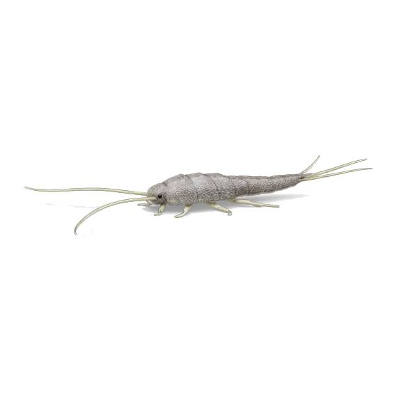 Silverfish: Lepisma saccharinum Silverfish: Lepisma saccharinum
