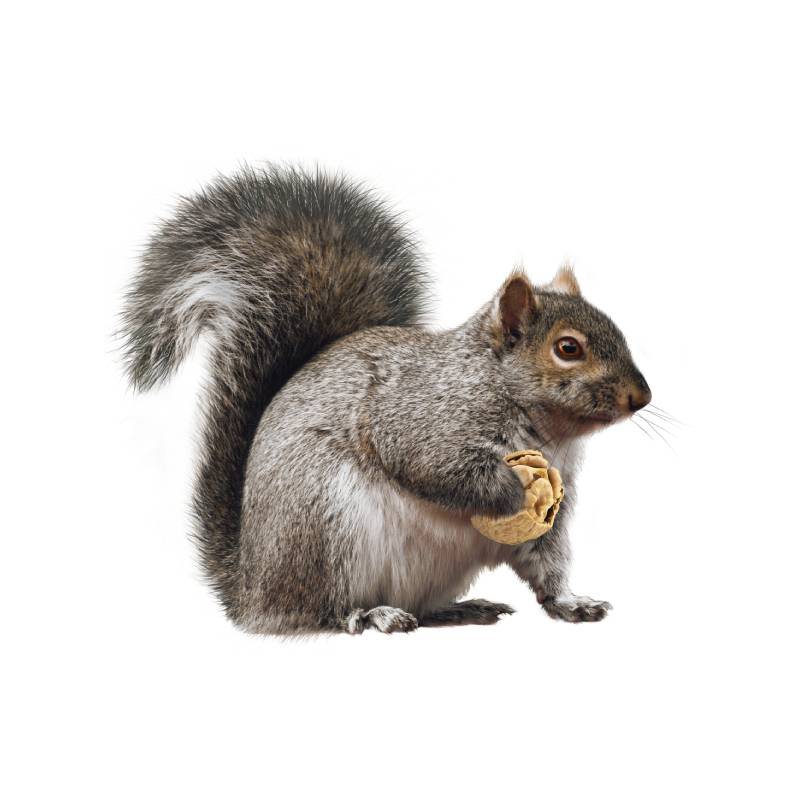 Squirrel: Sciuridae Squirrel: Sciuridae