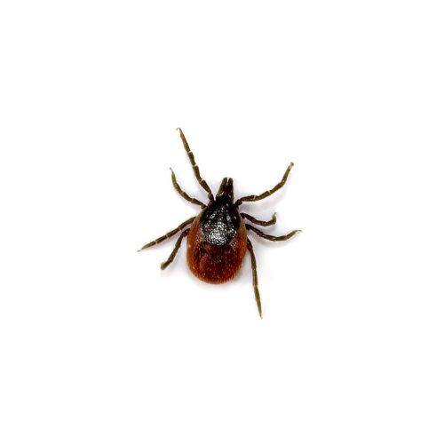 Tick: Ixodida Tick: Ixodida