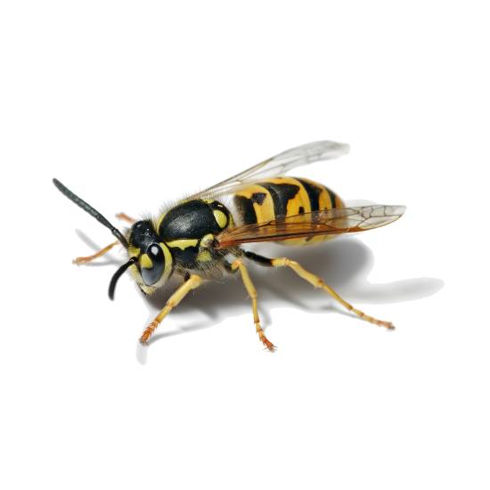 Wasp: Vespula germanica Wasp: Vespula germanica