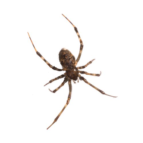 Common House Spider arasteatoda tepidariorum Common House Spider arasteatoda tepidariorum