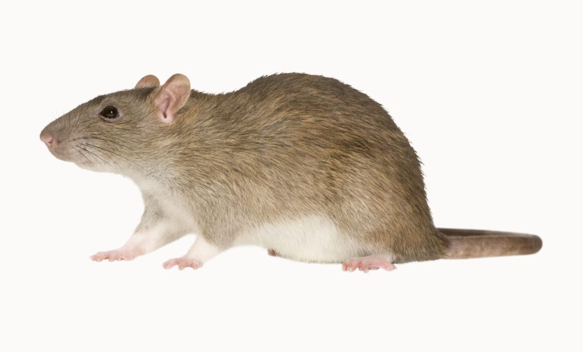 Rodent Control in Southern California: Dealing with Rats and Mice
