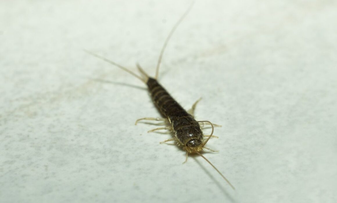 Pests and Moisture: Understanding the Attraction