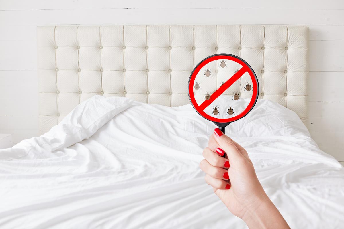 The Rise of Bed Bugs in US Hotels: Tips to Avoid Infestations