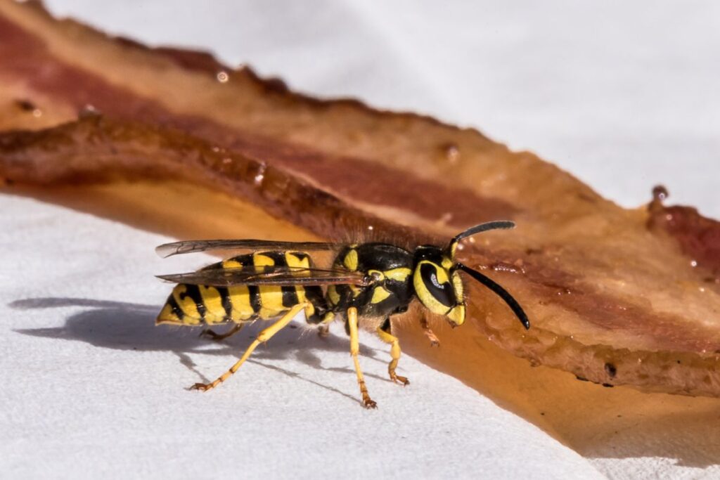Buzzing Insects 101: Differentiating Bees, Wasps, Bumblebees, and Hornets