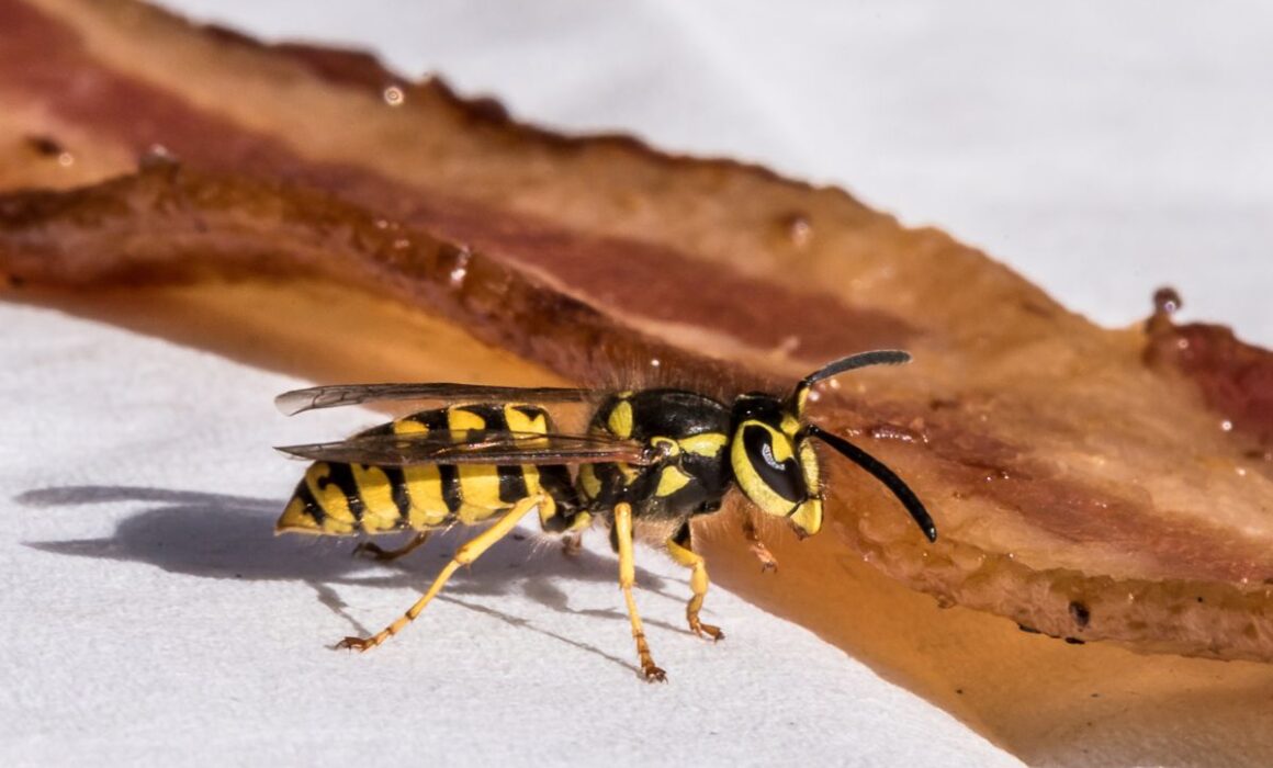 Buzzing Insects 101: Differentiating Bees, Wasps, Bumblebees, and Hornets