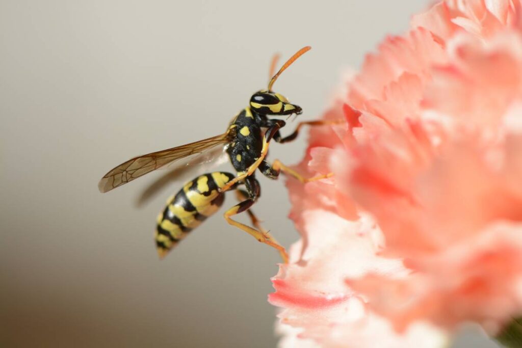 Buzzing Insects 101: Differentiating Bees, Wasps, Bumblebees, and Hornets