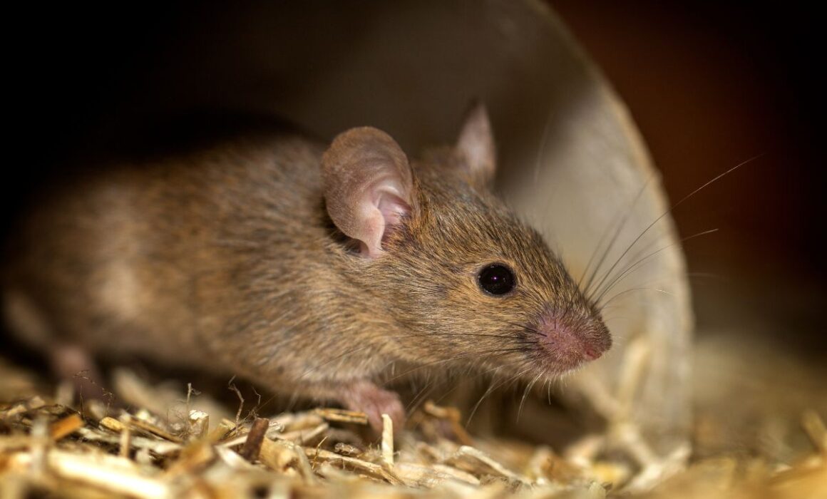 Understanding Mice Behavior and Common Infestation Areas