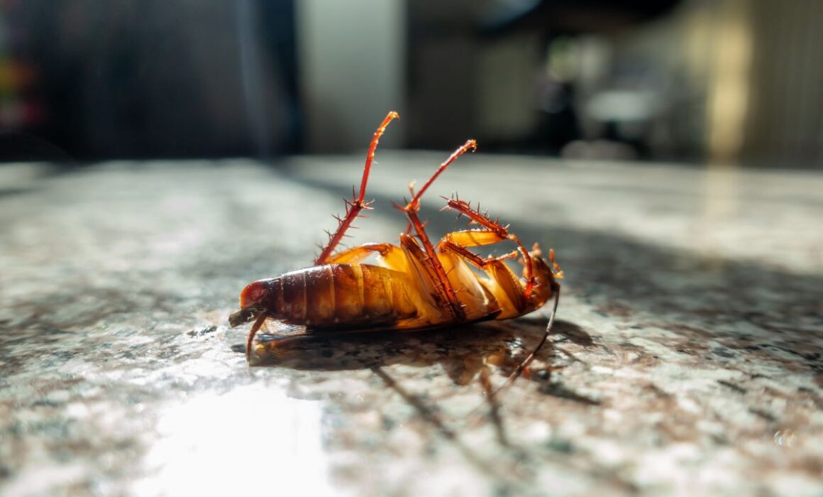 Crawling Concerns: Dealing with Cockroach Infestations in Southern California Homes