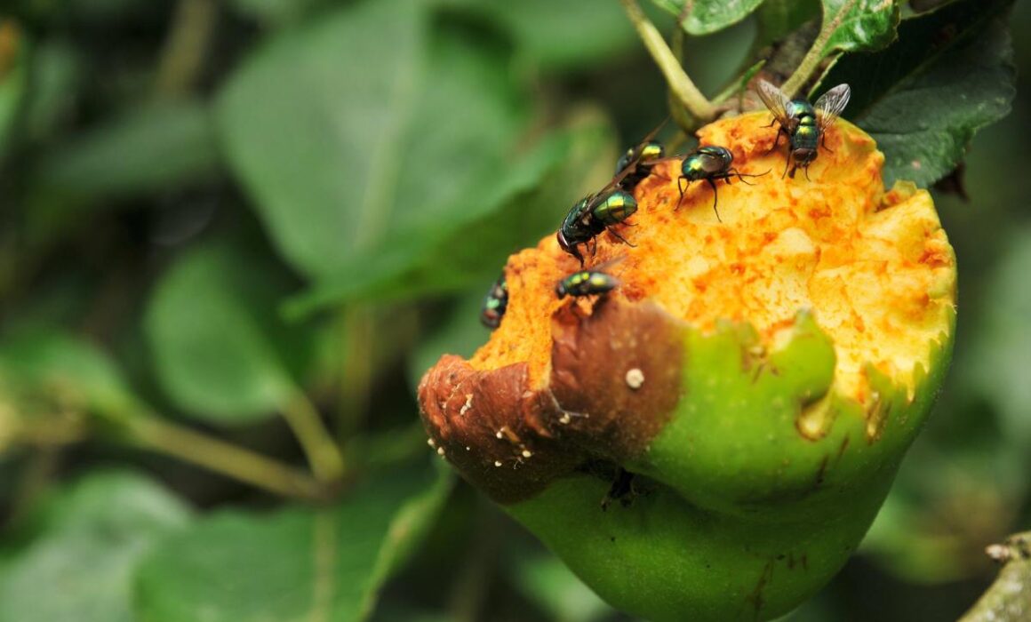 Pesky Pests: Conquering Fruit Fly Infestations in Southern California
