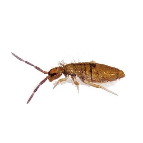springtails